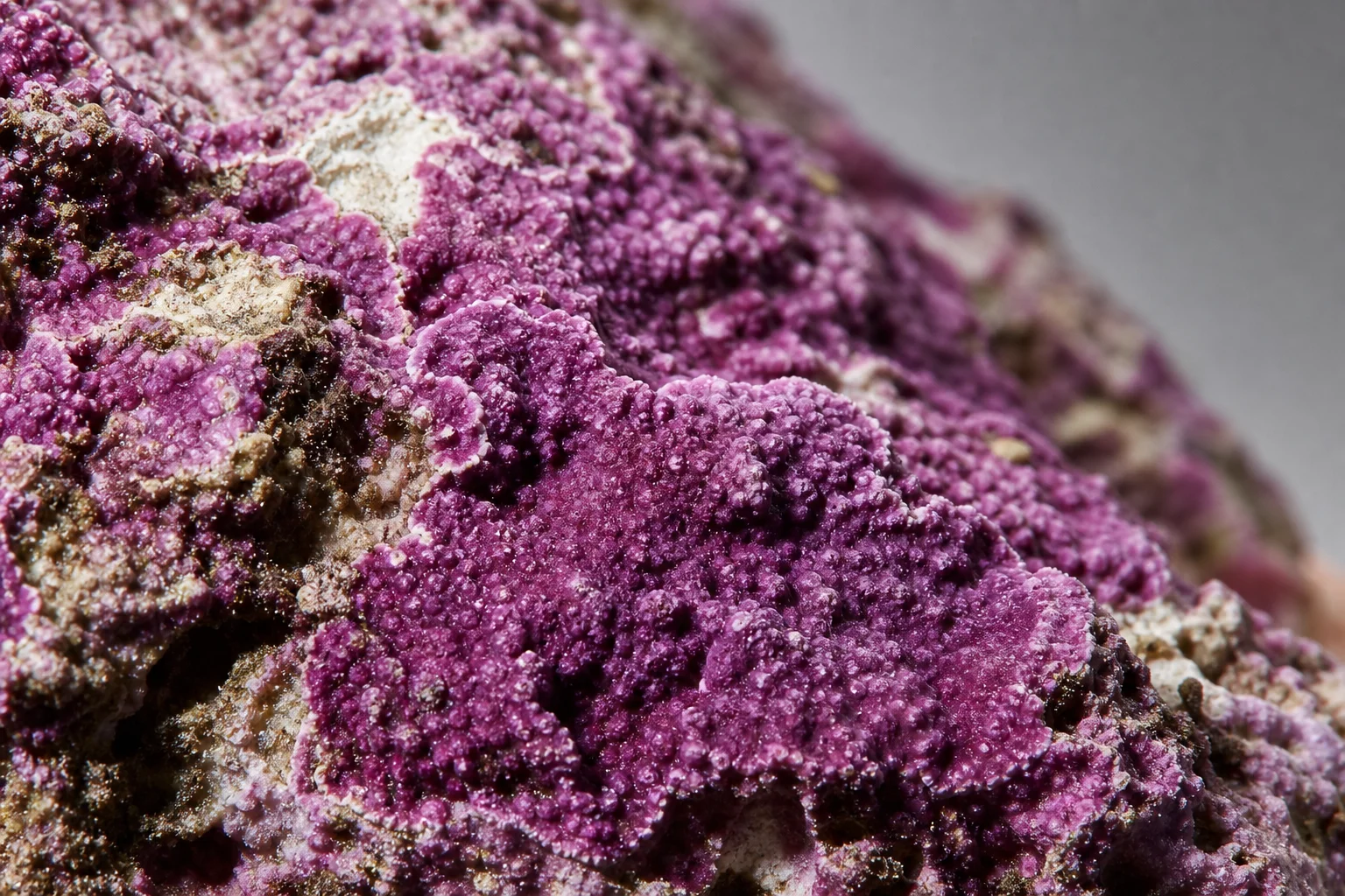 Close-up of purple coraline algae coating rock surfaces in an aquarium