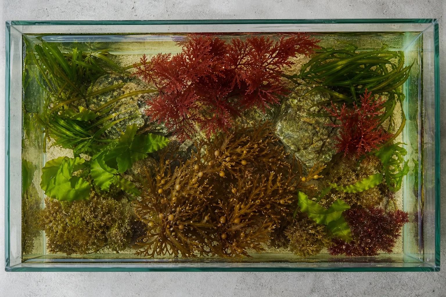 Aquarium tank with macroalgae specimens in various colors including red, green, and brown varieties