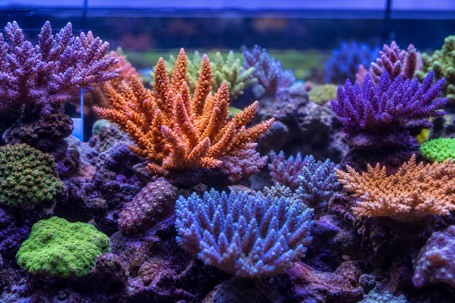 Healthy SPS coral reef aquarium with vibrant colors