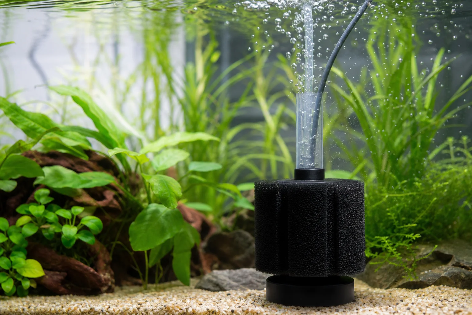 Sponge filter with air bubbles in planted aquarium tank