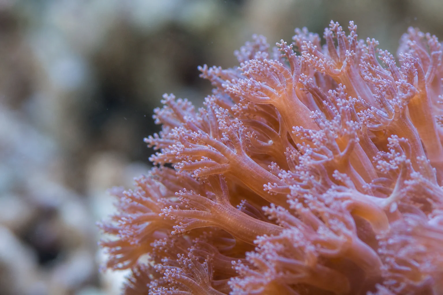 海水缸中軟珊瑚水螅體伸展的特寫鏡頭
