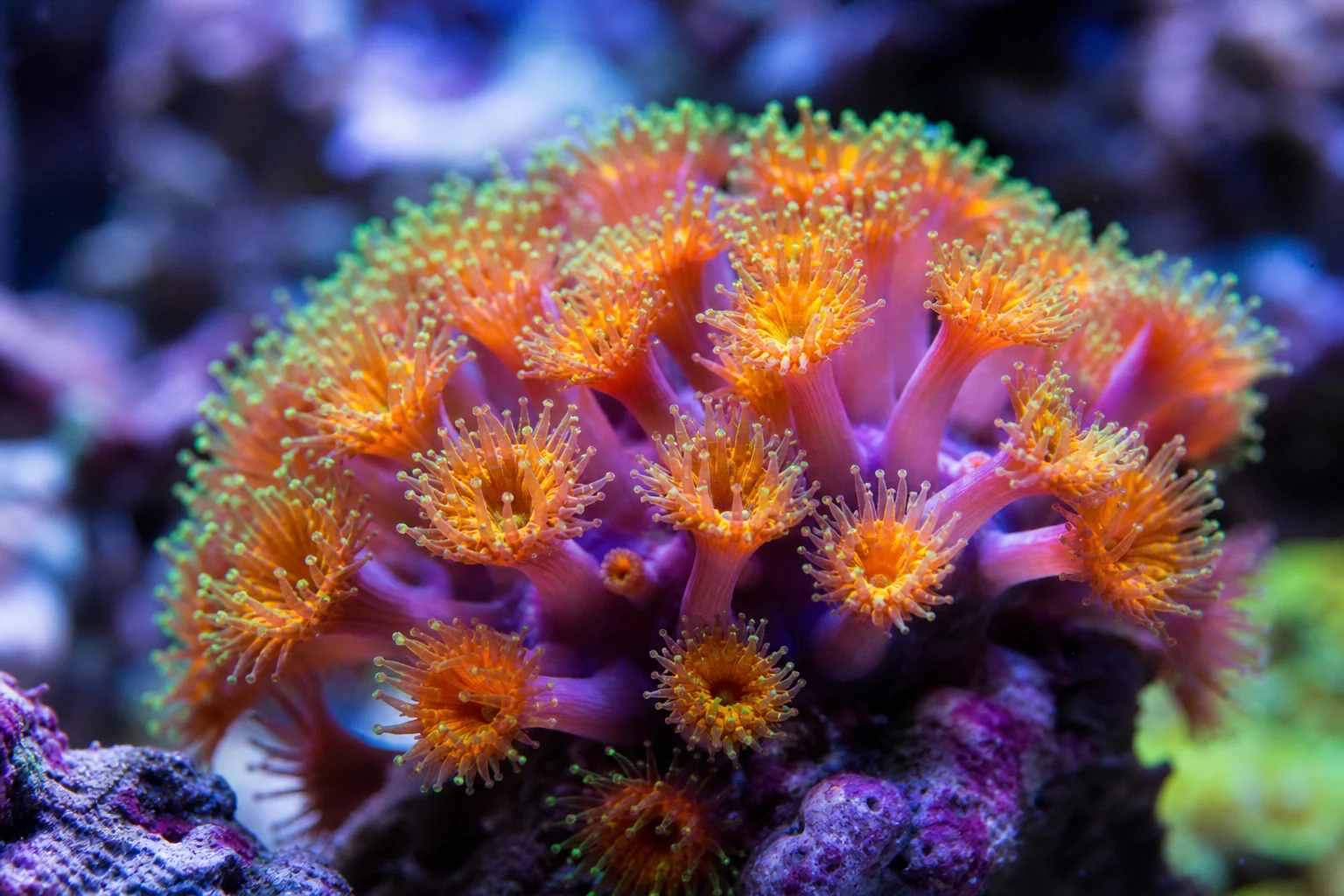 Close-up of colorful coral polyps under blue and white LED spectrum lighting