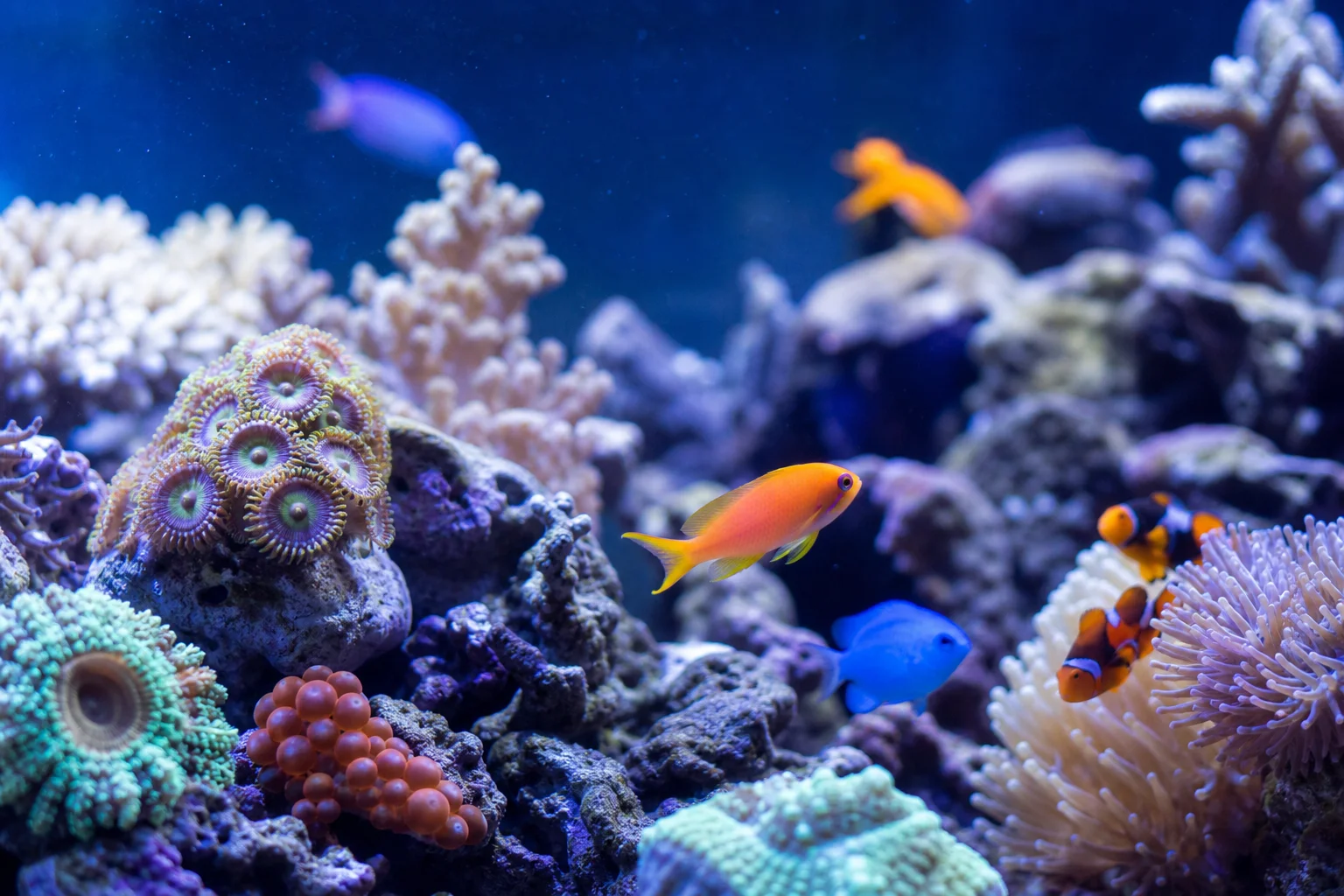Close-up of saltwater aquarium with coral polyps and reef fish