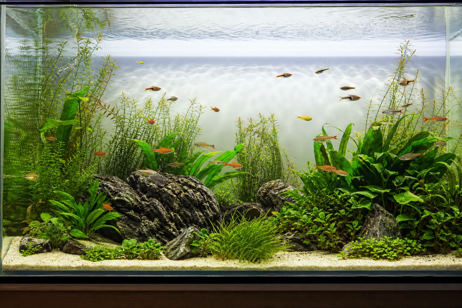 Aquarium with clear water and healthy fish swimming near plants