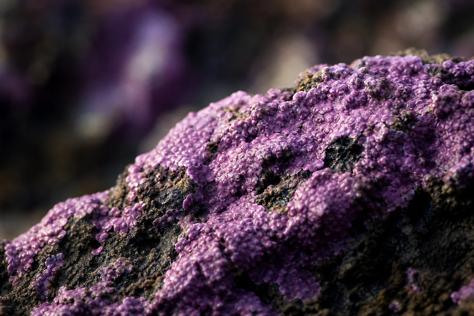 Close-up of purple coraline algae coating dark reef rock
