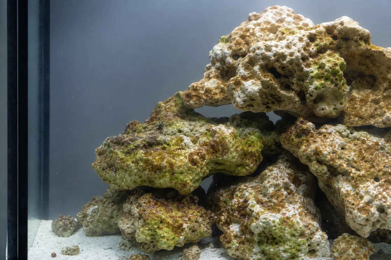 Reef tank during brown algae phase with diatom growth on rock