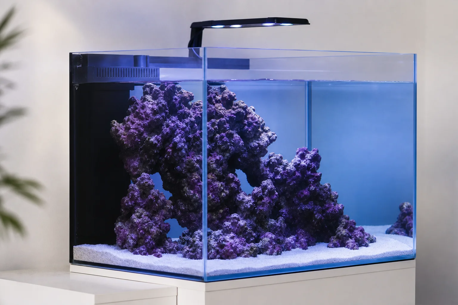 Newly cycled saltwater reef tank with purple coraline algae on dark rock