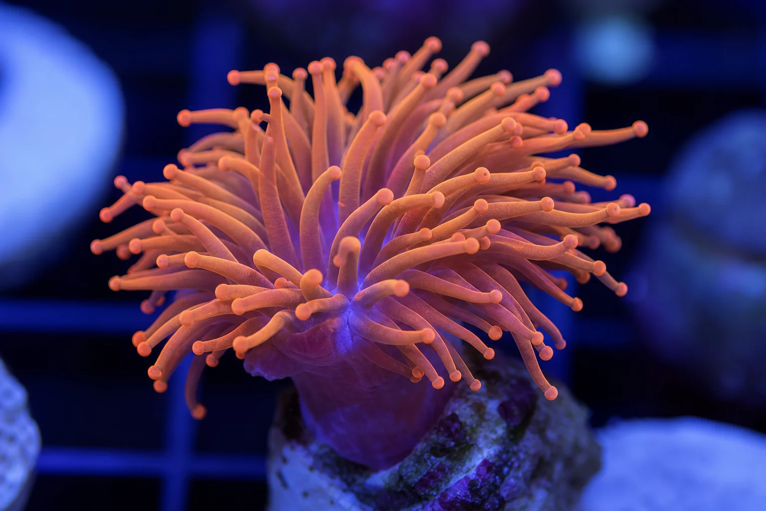 Collection of challenging reef corals including red acropora, plate coral, torch coral, and gonipora