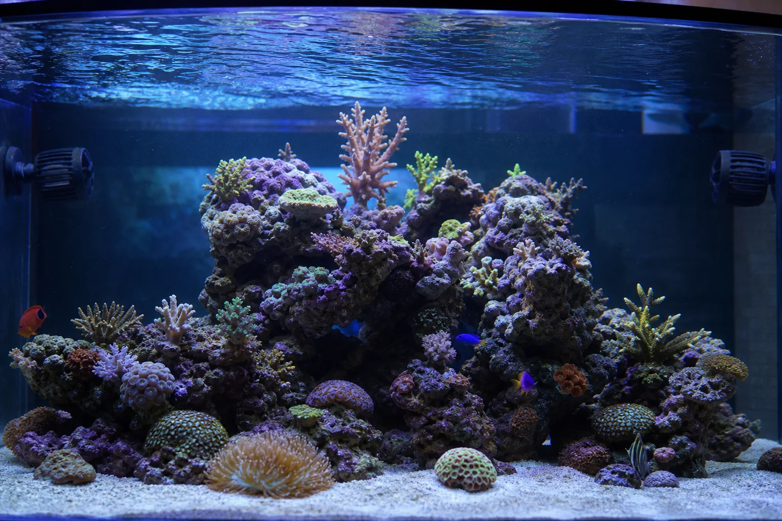 Interior view of a 125-gallon saltwater aquarium with live rock and coral