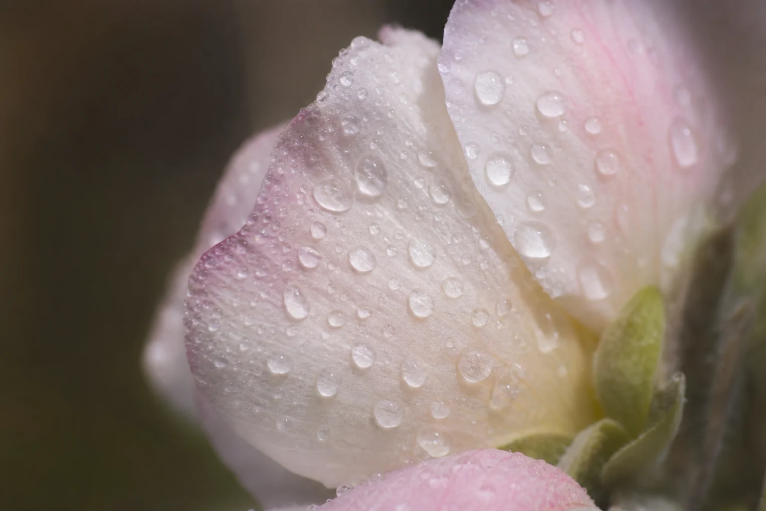 Macro close-up of water droplets and fine natural details