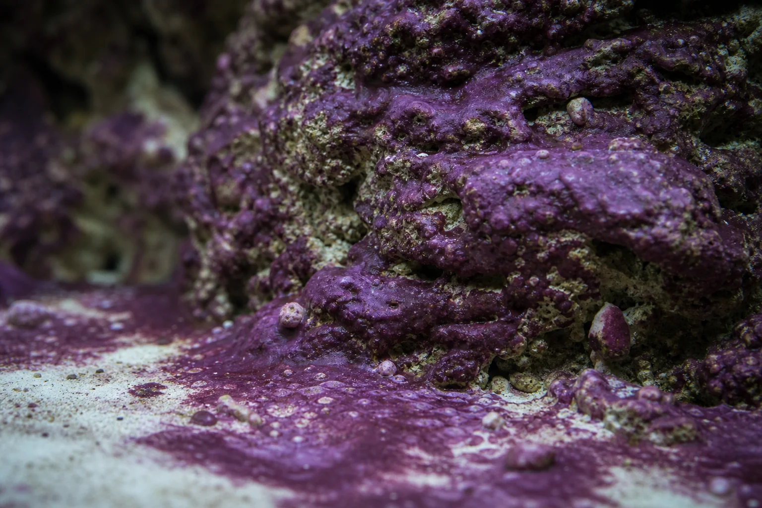 Close-up of purple cyano bacteria mat covering reef tank rocks and substrate
