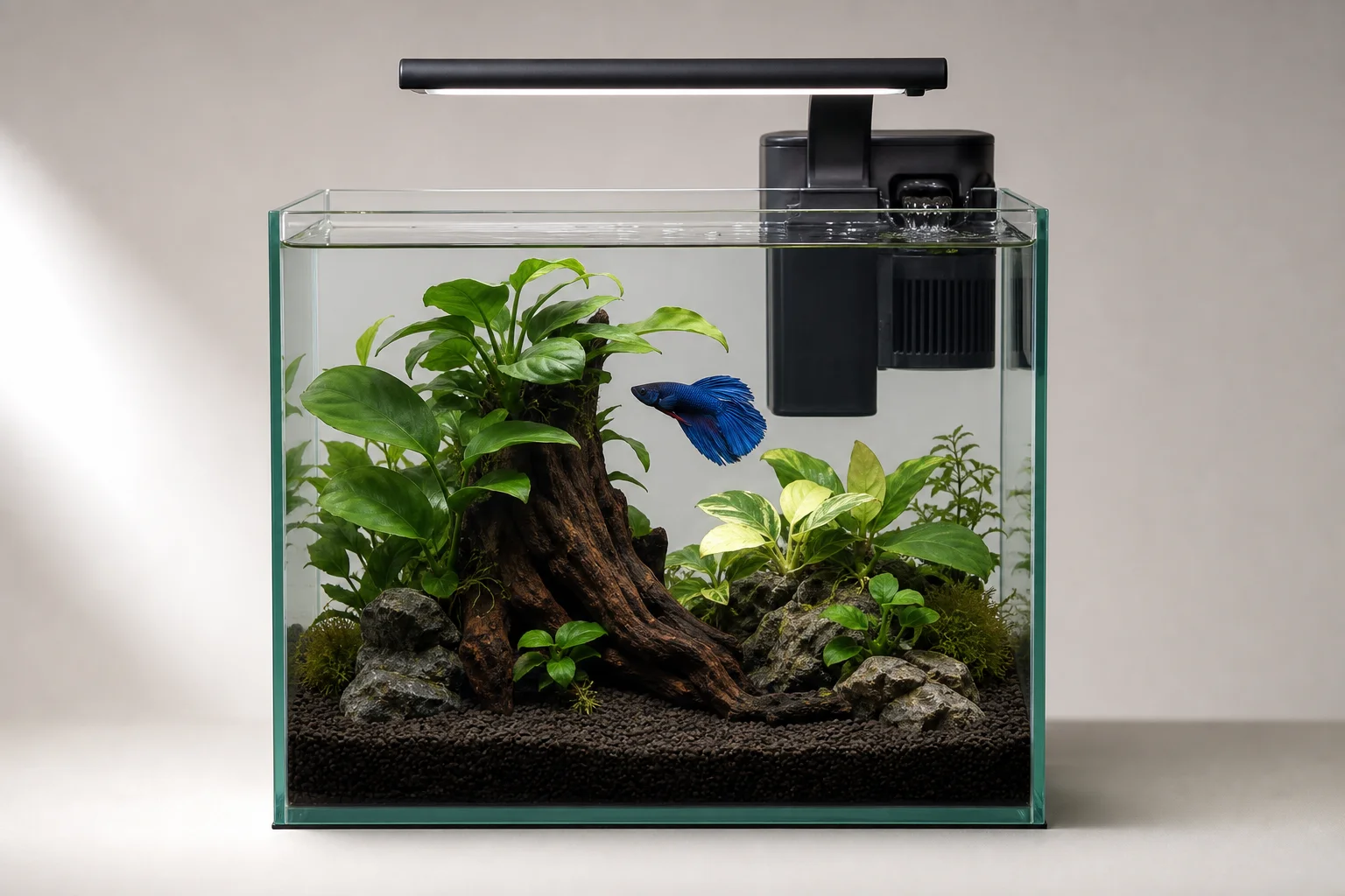 已設置完成的 4 加侖鬥魚水族箱，內含水草、過濾器與照明設備