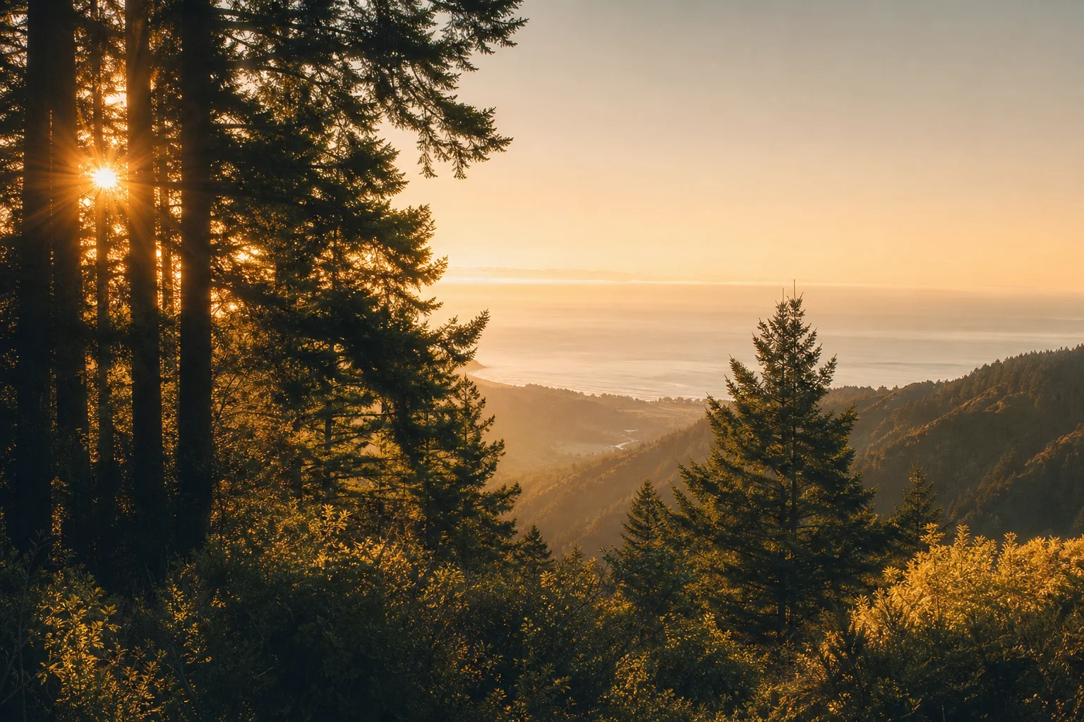 Golden hour landscape with trees silhouetted against warm sunlight