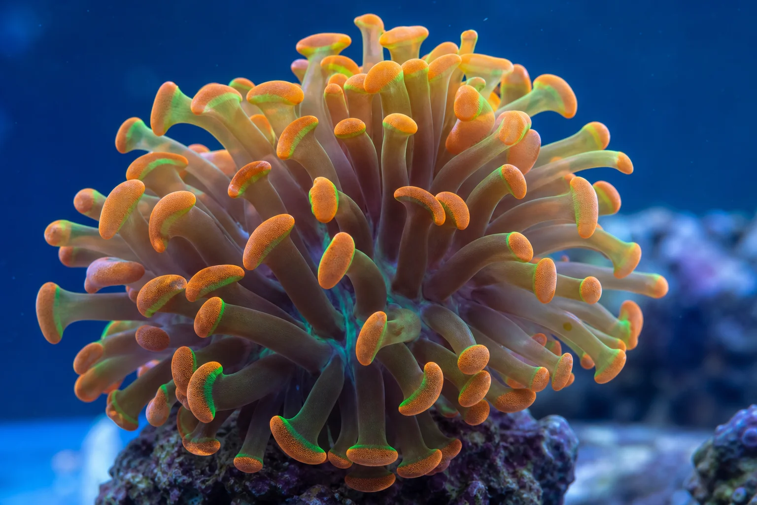 Collection of challenging reef corals including red acropora, plate coral, torch coral, and gonipora