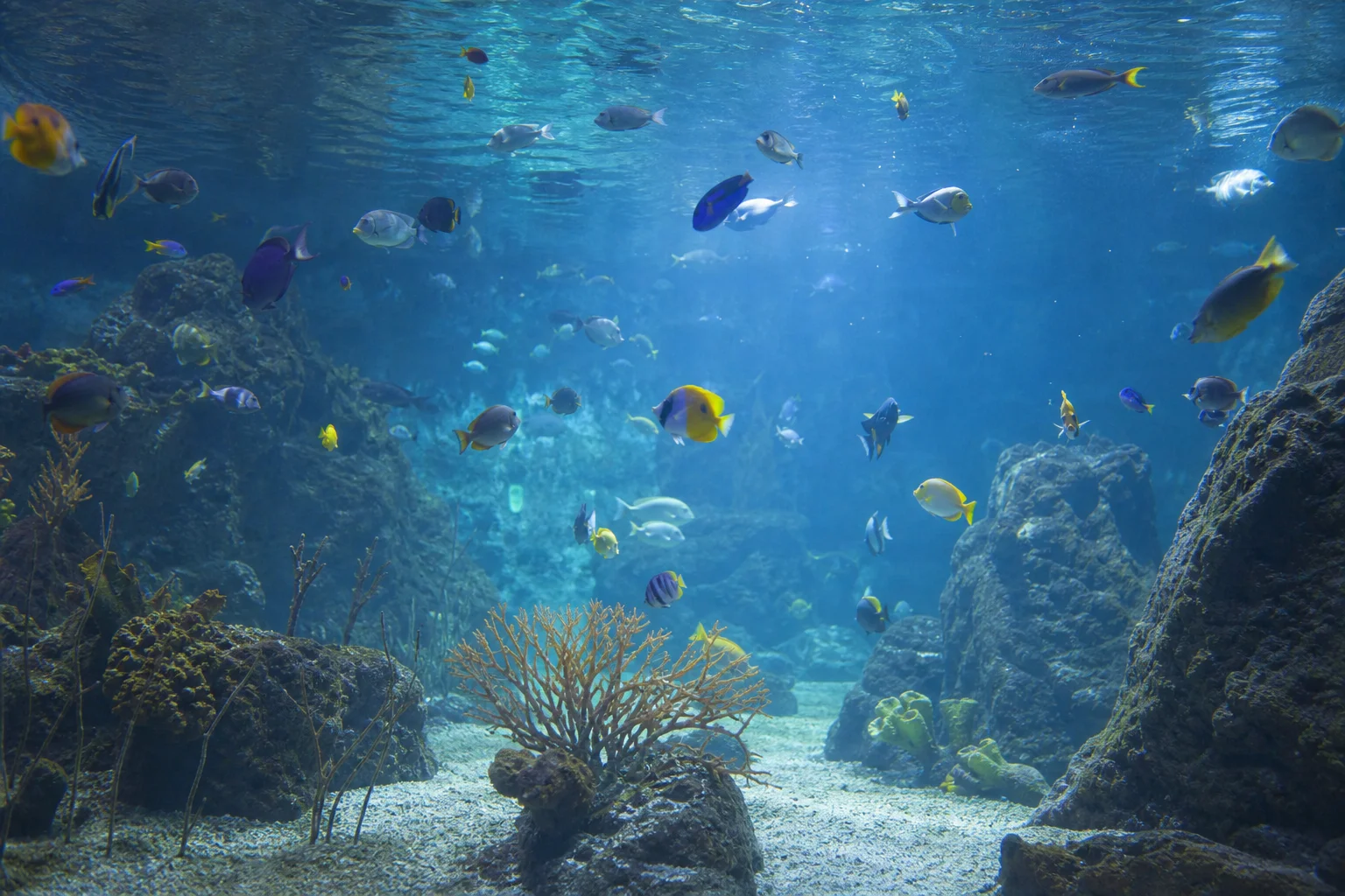 透過大型水族館玻璃窗可見熱帶魚群游動的水下景觀