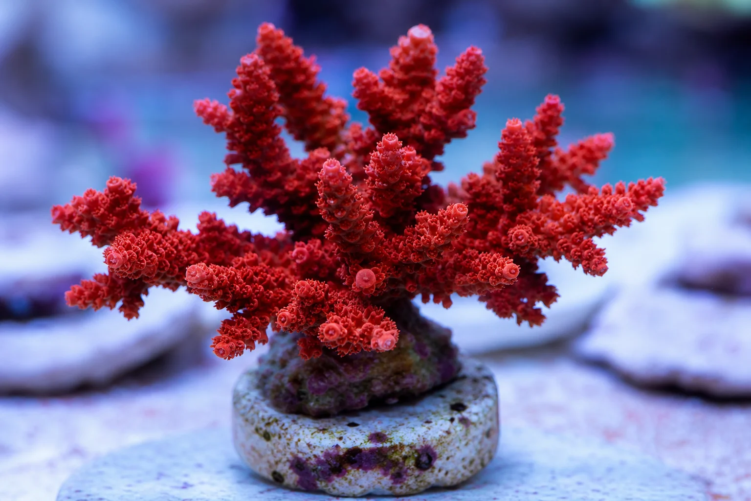 Collection of challenging reef corals including red acropora, plate coral, torch coral, and gonipora