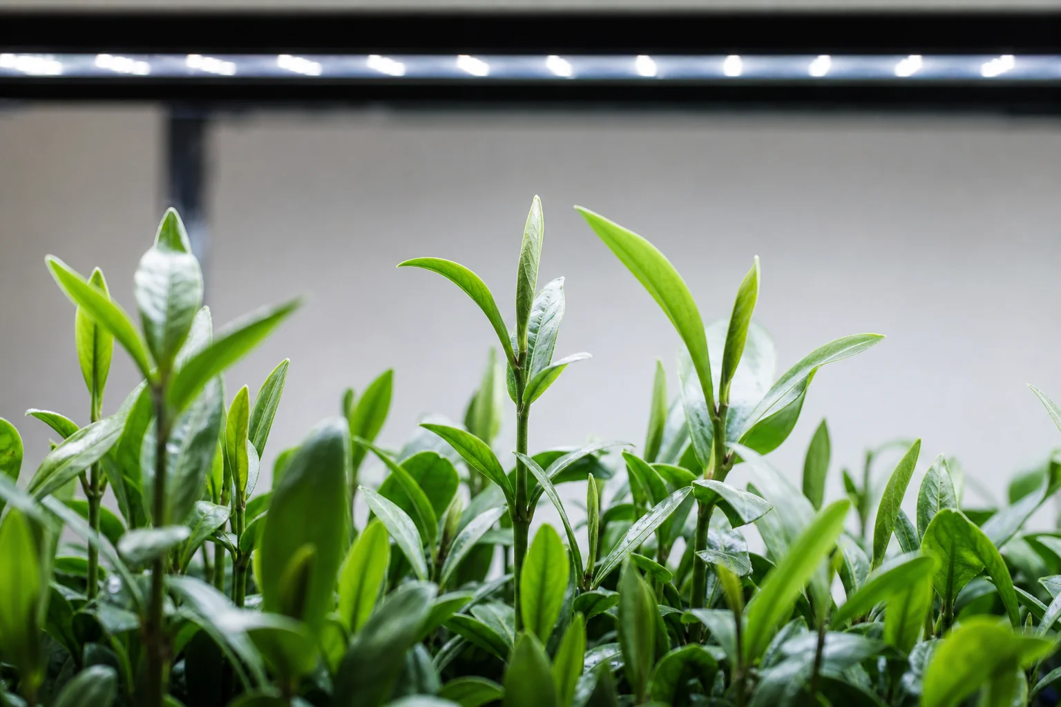 Mangrove plants reaching toward aquarium lighting with visible leaf growth