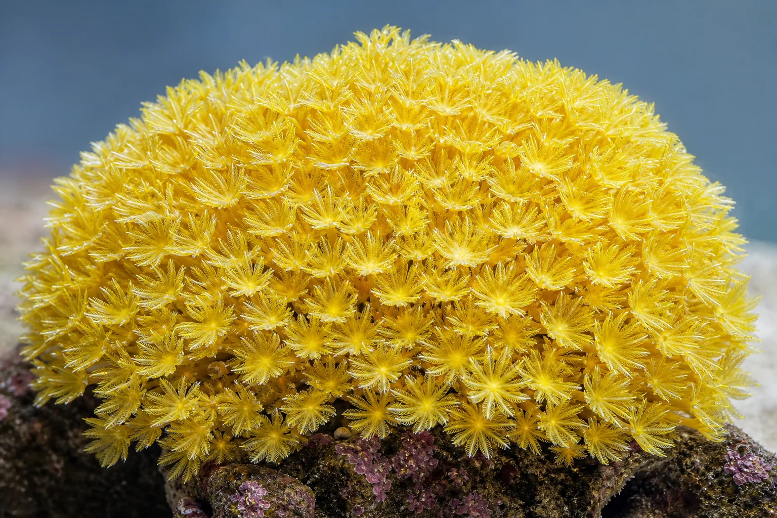 Yellow Fiji leather coral displaying vibrant yellow coloration under full spectrum lighting
