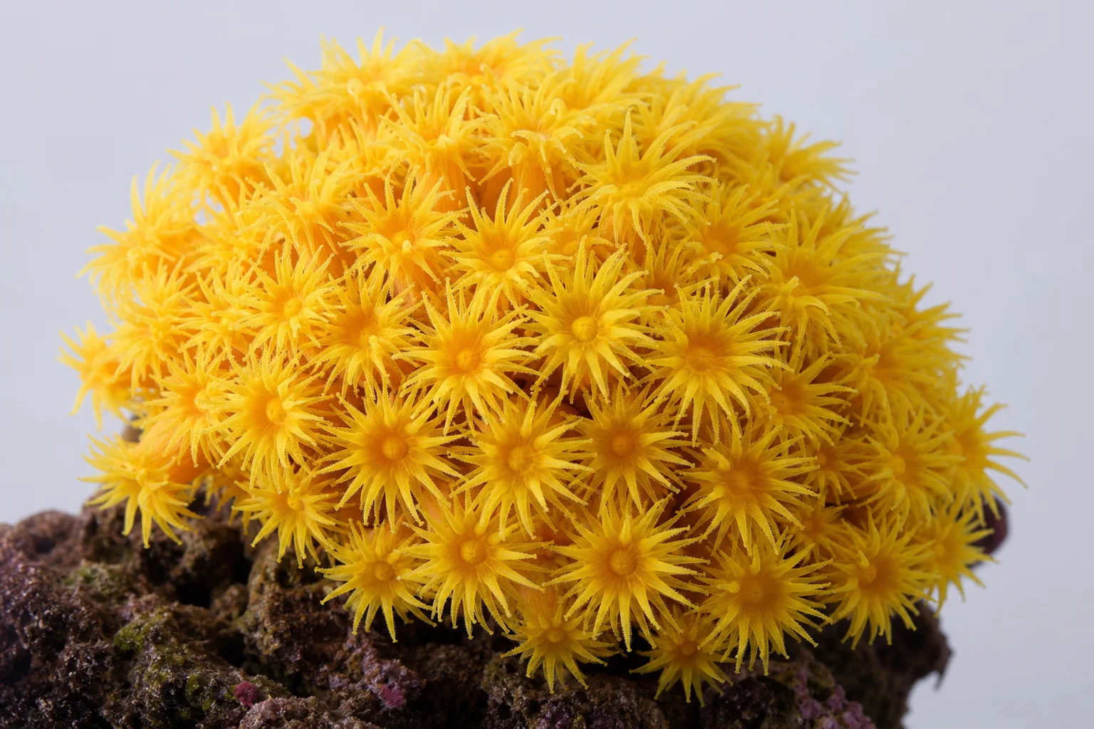 Collection of challenging reef corals including red acropora, plate coral, torch coral, and gonipora